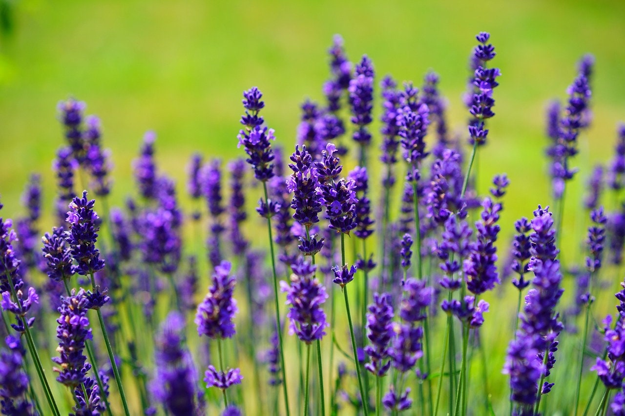 Lavender Vera