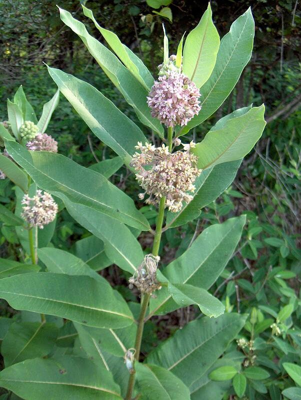 Common Milkweed