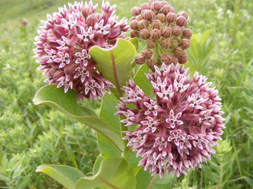 Common Milkweed