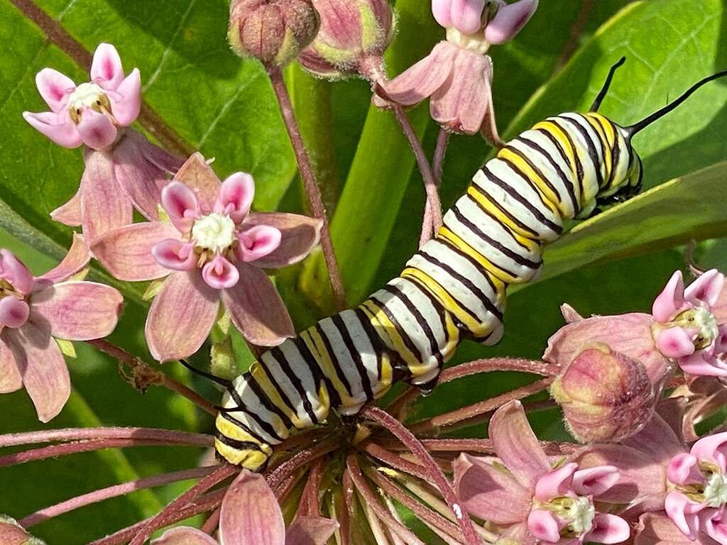 Common Milkweed