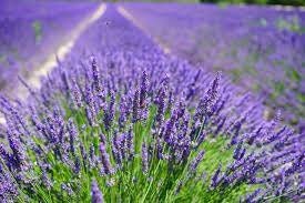 Lavender Vera