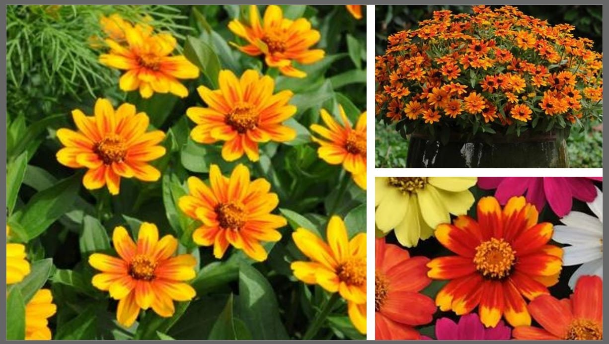 Zinnia Zahara Starburst