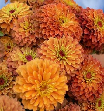 Zinnia Queen Lime Orange