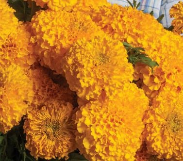 Marigold Coco™ Gold Marigold