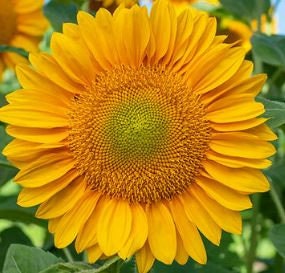 Sunflower Procut Gold Lite DMR