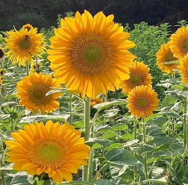 Sunflower Procut Gold Lite DMR