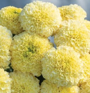 Marigold White Swan