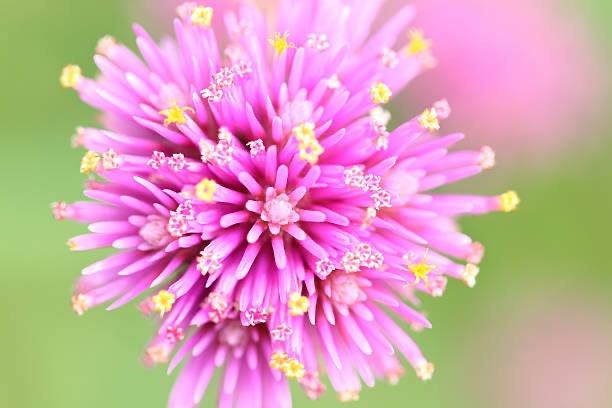 Globe Amaranth Tall Mix