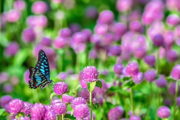 Gomphrena Tall Purple