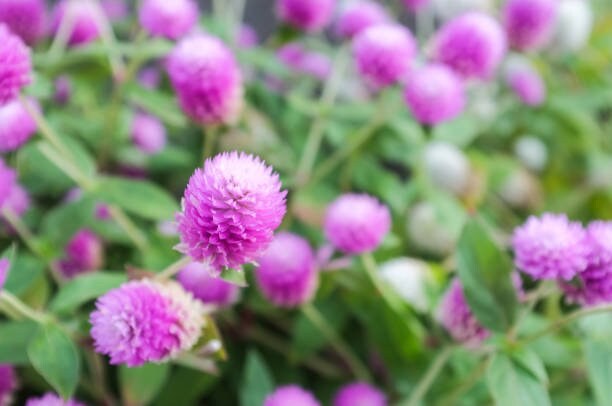 Gomphrena Tall Deep Rose