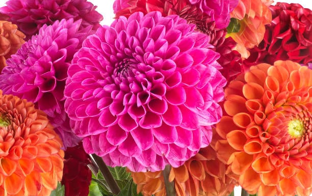 Dahlia Pompon Mix