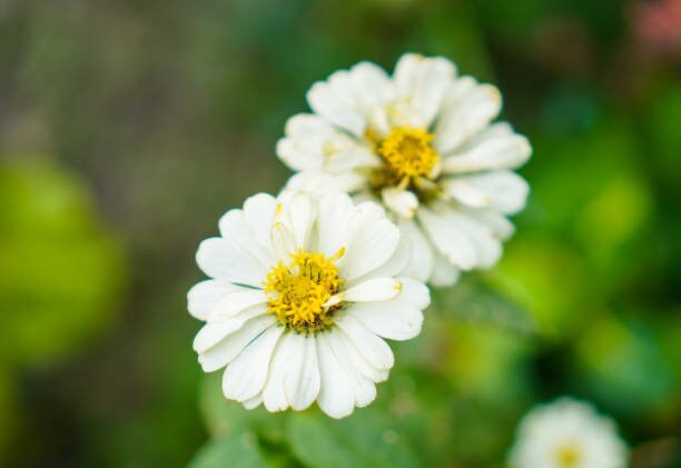 Zinnia White Polar Bear