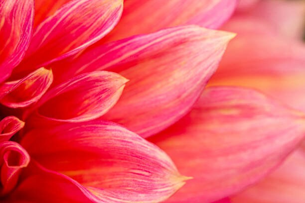 Dahlia Giant Hybrid Mix
