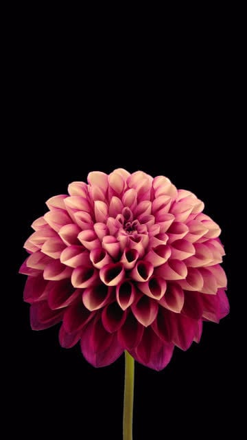 Dahlia Giant Hybrid Mix