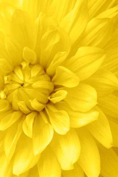 Aster Paeony Yellow