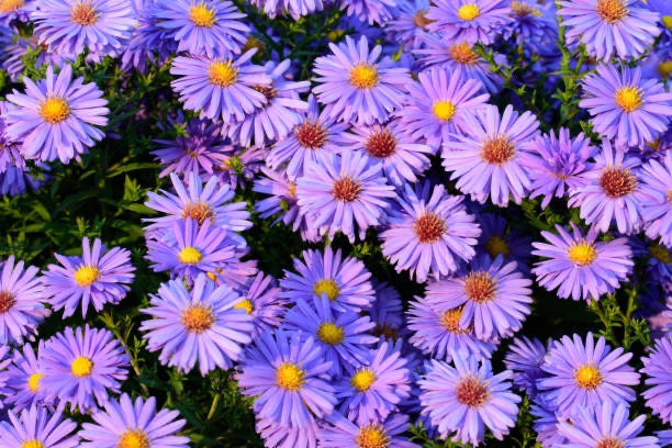 Aster Wartburg