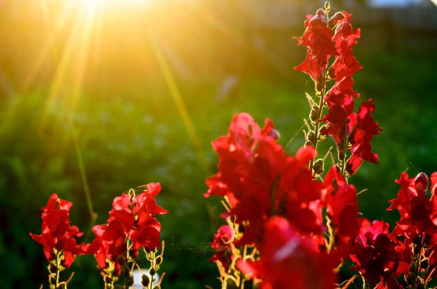 Snapdragon Bright Red