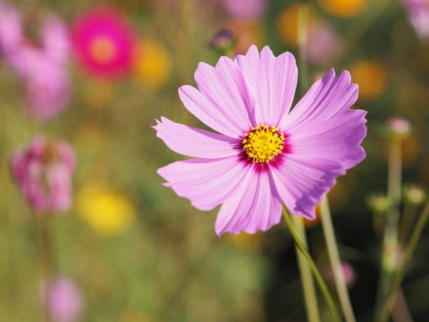 Cosmos Daydream