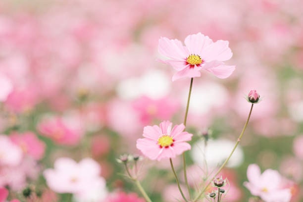 Cosmos Daydream