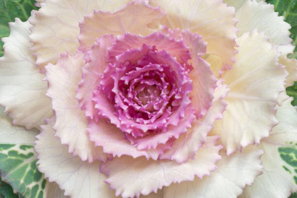 Cabbage (Ornamental) Crane Pink