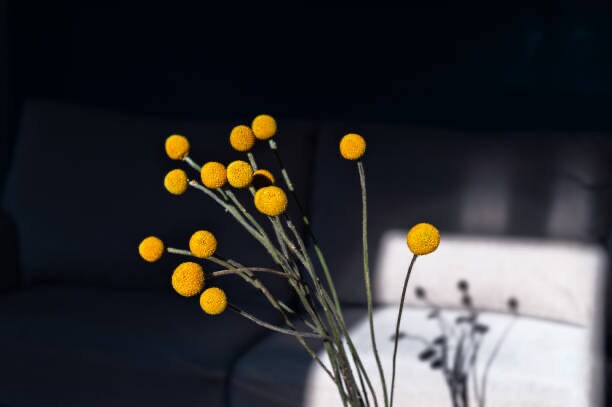 50 Craspedia globosa seeds, Billy Button Seeds, Dried Flowers, Globe Blooms, Yellow Balls