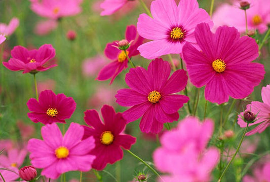 Cosmos Dazzler
