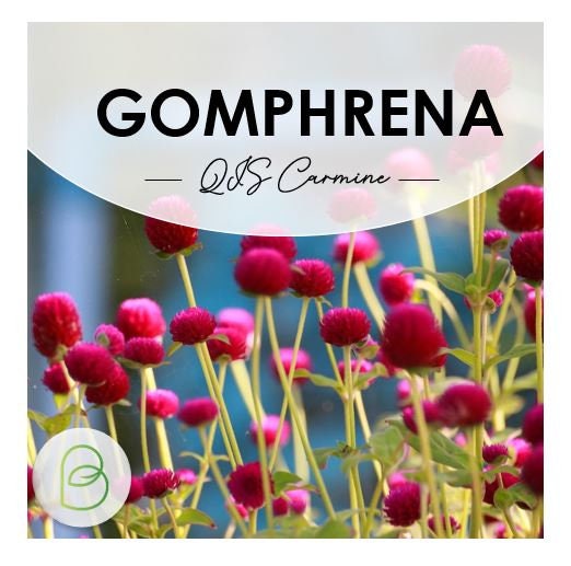 Gomphrena QIS Carmine
