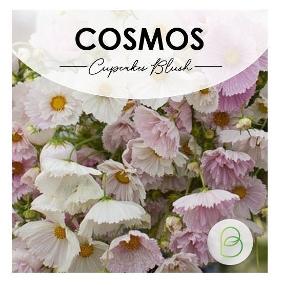 Cosmos Cupcakes Blush