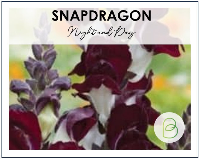 Snapdragon Night and Day