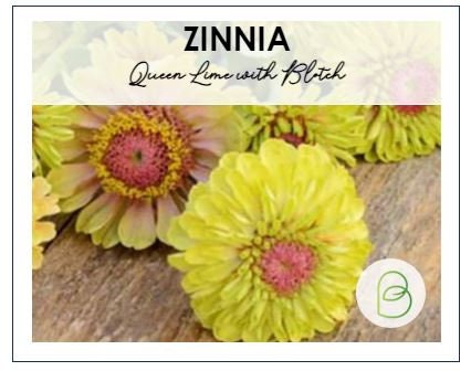 Zinnia Queen Lime with Blotch