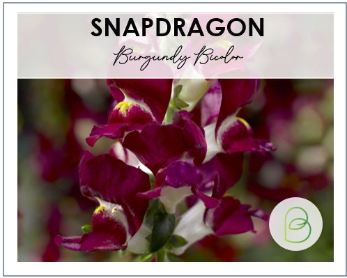Snapdragon Burgundy Bicolor