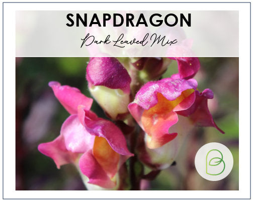 Snapdragon Dark Leaved Mix