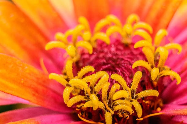 Zinnia Queen Lime Orange