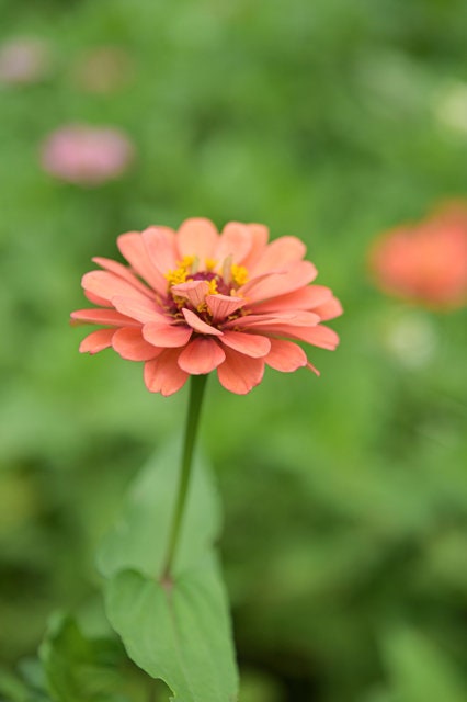 Zinnia Dreamland Salmon