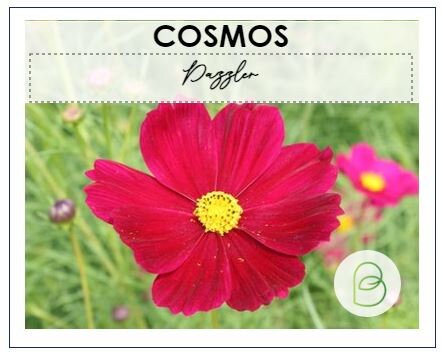 Cosmos Dazzler