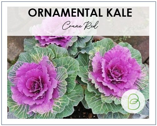 Red Flowering Kale Seeds || Ornamental Plant Seeds || Easy to Grow Flowers || Gardening Gift || Organic Seeds