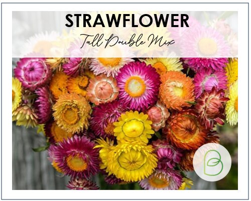 Strawflower Tall Double Mix