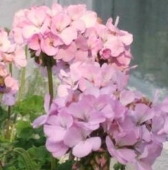 Geranium Maverick Abbleblossom