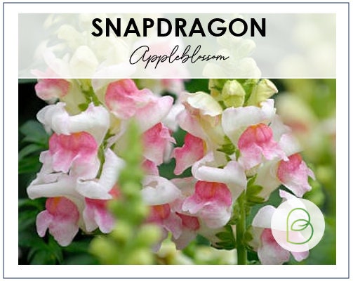 Appleblossom Snapdragon
