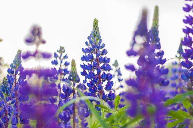 Texas Bluebonnet