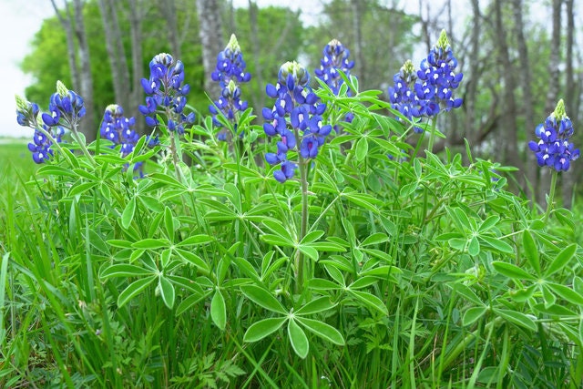 Texas Bluebonnet