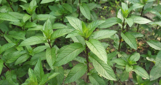 Basil Licorice