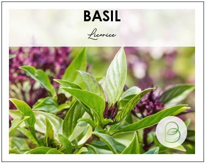 Basil Licorice