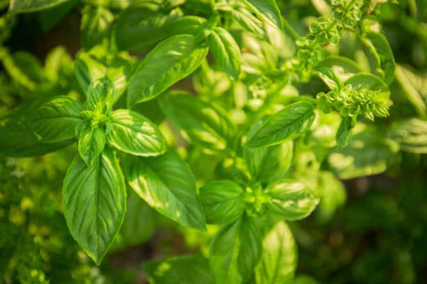 Basil Italian Large Leaf