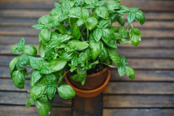 Basil Italian Large Leaf