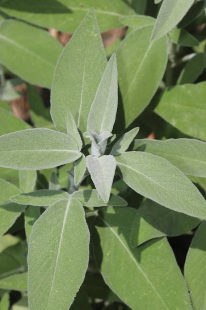 Sage Broadleaf