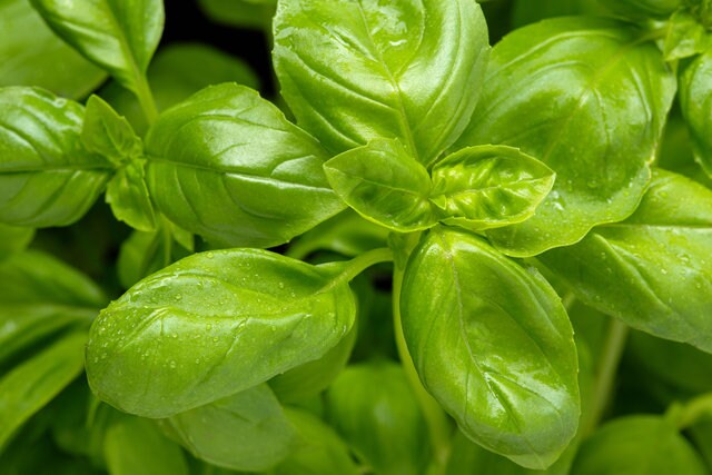 Basil Italian Large Leaf