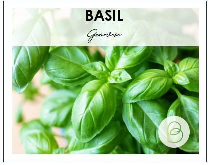 Basil Genovese