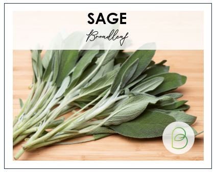 Sage Broadleaf