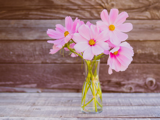 Colorful Cut Flower Seed Bundle, Colorful Mix, 200+ seeds, Cosmos, Zinnias, Snapdragons, Christmas present for Gardener